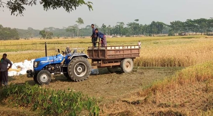 গলাচিপায় জোরপূর্বক কৃষকের জমির ধান কেটে নেয়ার অভিযোগ