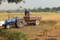 গলাচিপায় জোরপূর্বক কৃষকের জমির ধান কেটে নেয়ার অভিযোগ