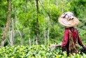 চা বাগান গুলোতে ফিরে পেয়েছে সবুজের সমারোহ