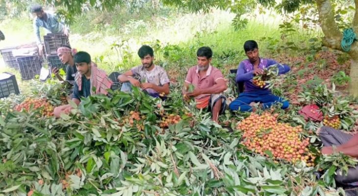 মধুখালীতে বৃষ্টির অভাবে লিচুর ফলনে ভাটা, কৃষকদের মুখে হতাশার সুর