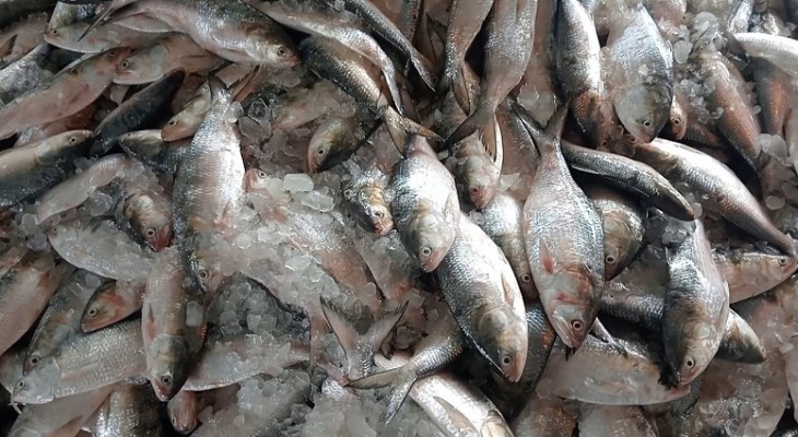 এক জেলের জালে ধরা পড়ল ৬৫ মণ ইলিশ