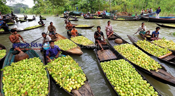 ঝালকাঠিতে পেয়ারার ভরা মৌসুমে খুশি কৃষক ও উদ্যোক্তা