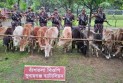 সুনামগঞ্জের দোয়ারাবাজার সীমান্ত থেকে ৩২টি ভারতীয় গরু আটক