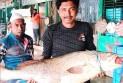 জেলের জালে ধরা পড়েছে ৩৭ কেজি ওজনের ‘কালো পোয়া’