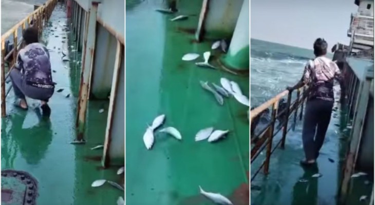 গভীর সমুদ্রে হঠাৎ করে জাহাজে উঠলো এক ঝাঁক ইলিশ