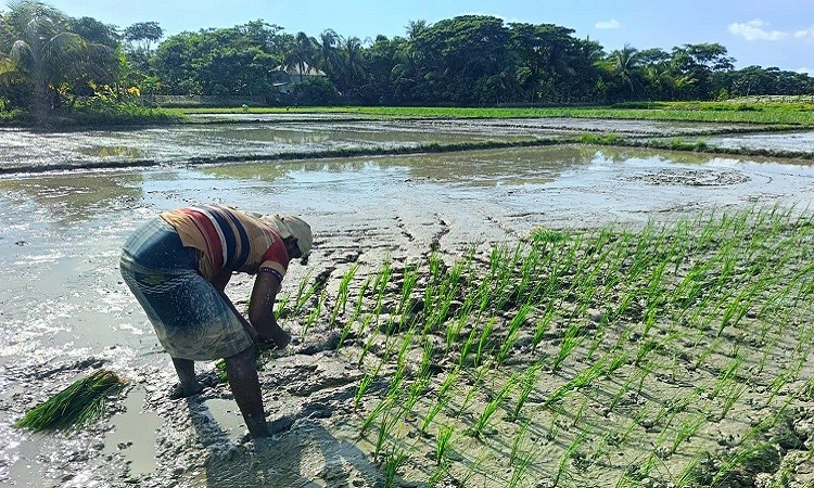 পটুয়াখালীর কলাপাড়ায় আমন ধান রোপণে এখন ব্যস্ত সময় পার করছেন কৃষকরা।