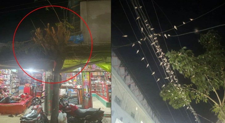 আশ্রয় হারিয়ে হাজারো পাখি বিদ্যুতের তারে